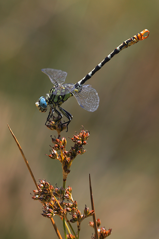 Cazumatanglibel | Onychogomphus cazuma in Spanje