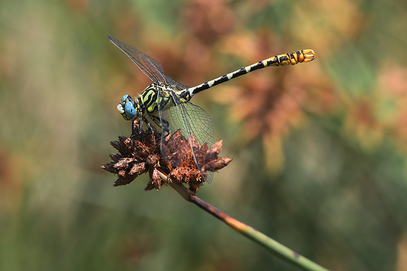 Cazumatanglibel | Onychogomphus cazuma in Spanje