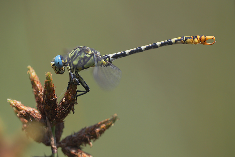 Cazumatanglibel | Onychogomphus cazuma in Spanje