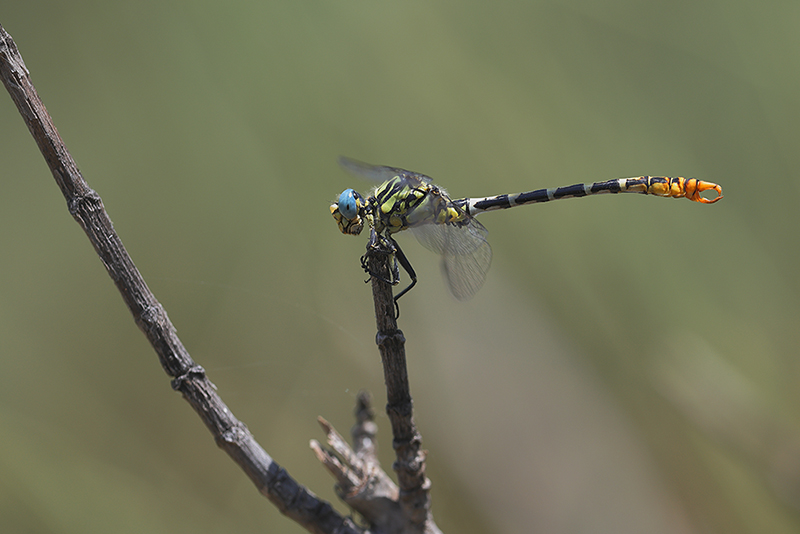 Cazumatanglibel | Onychogomphus cazuma in Spanje