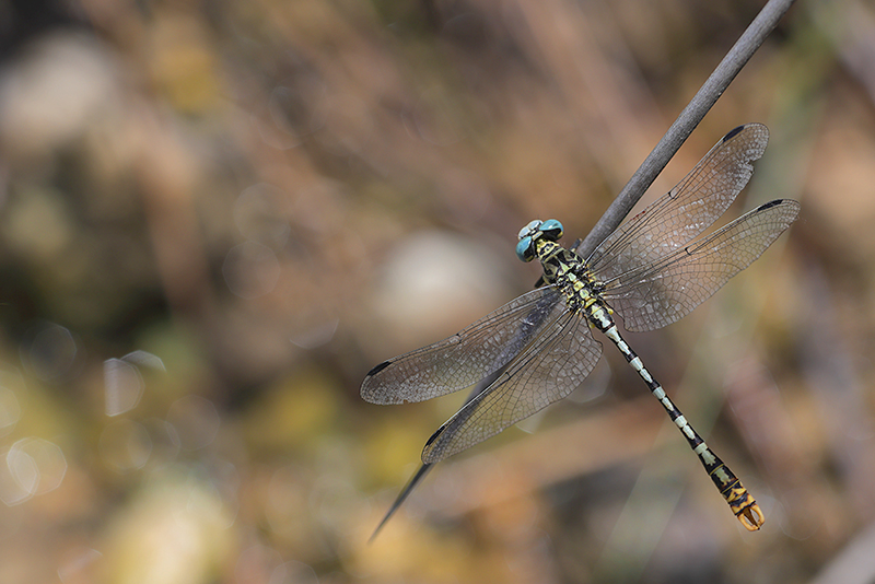 Cazumatanglibel | Onychogomphus cazuma in Spanje
