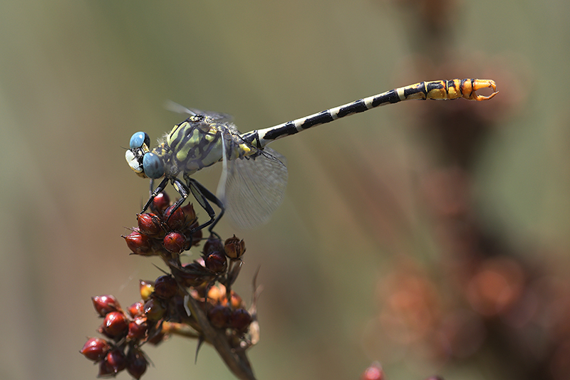 Cazumatanglibel | Onychogomphus cazuma in Spanje