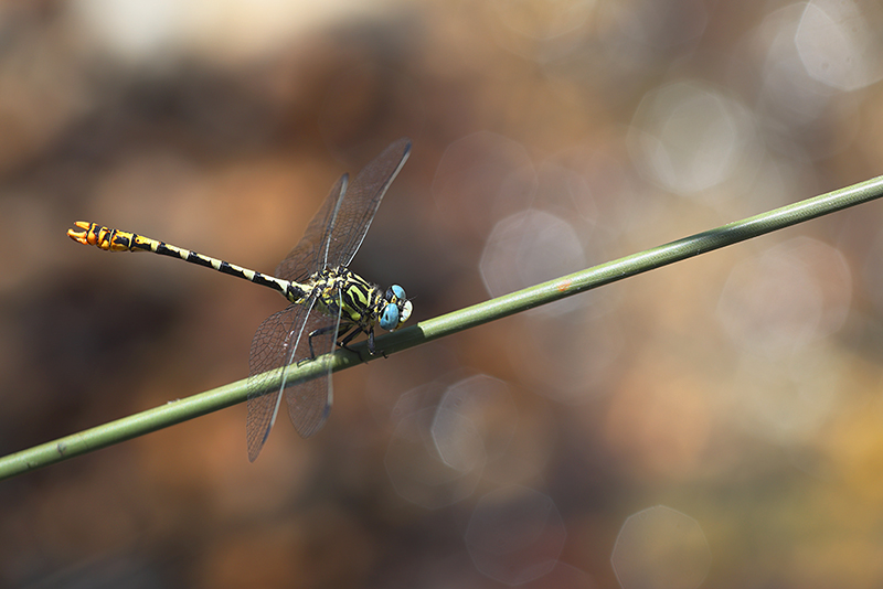 Cazumatanglibel | Onychogomphus cazuma in Spanje