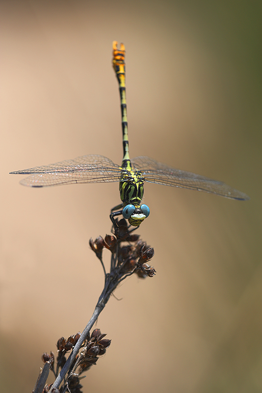 Cazumatanglibel | Onychogomphus cazuma in Spanje