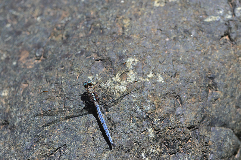 Epauletoeverlibel | Orthetrum chrysostigma