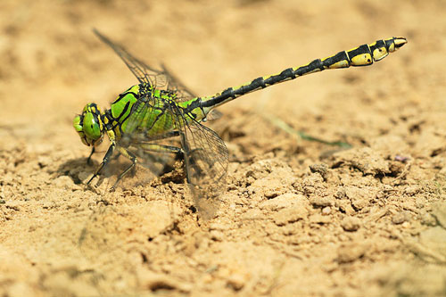 Gaffellibel | Ophiogomphus cecilia