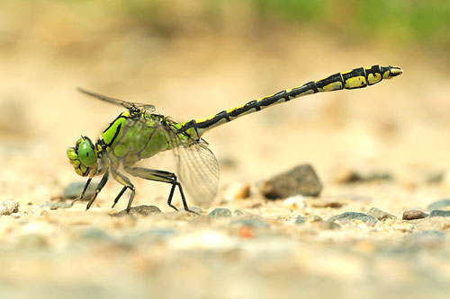 Zeldzame Gaffellibel | Ophiogomphus cecilia in Nederland.