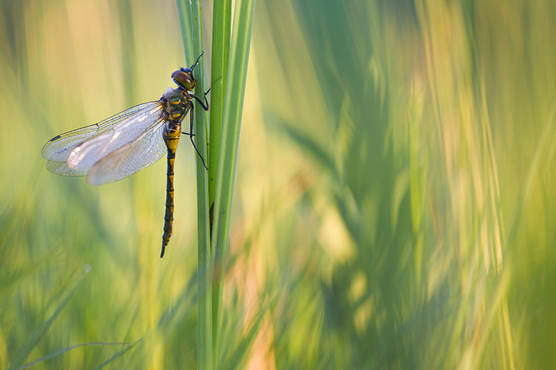 Mannetje Gevlekte glanslibel | Somatochlora flavomaculata in de Weerribben.