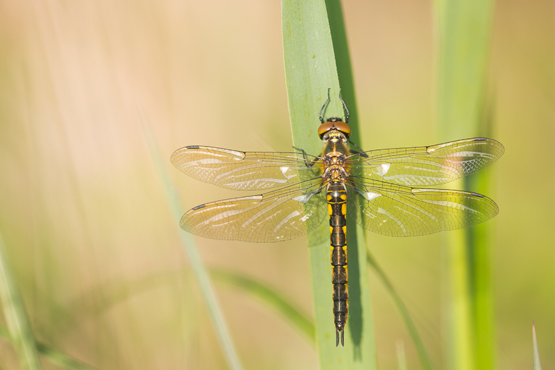 Gevlekte glanslibel | Somatochlora flavomaculata