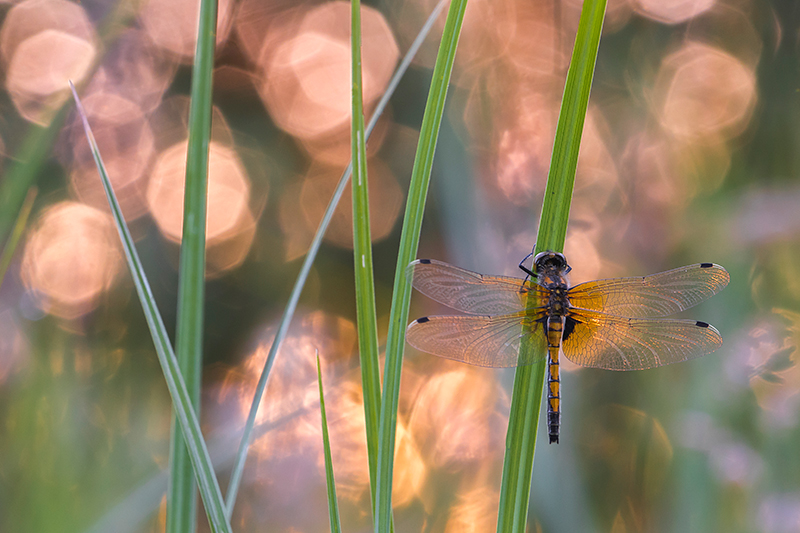 Zeldzame libel met bokeh van zonsopkomst. 