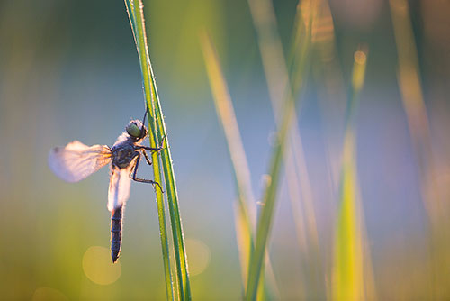 Gevlekte witsnuitlibel | Leucorrhinia pectoralis