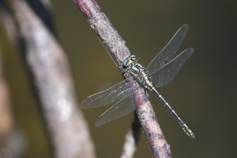 Zeldzame Gevorkte rombout | Gomphus graslinii in de Ardeche | Frankrijk