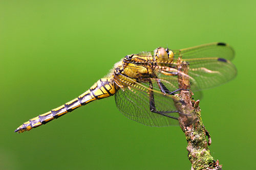 Gewone oeverlibel | Orthetrum cancellatum