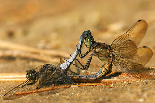 Gewone oeverlibel | Orthetrum cancellatum