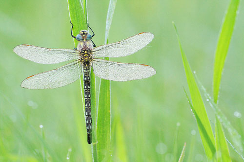 Glassnijder | Brachytron pratense