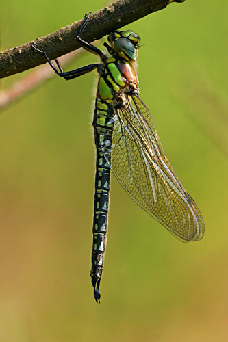 Glassnijder | Brachytron pratense