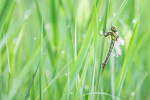 Glassnijder | Brachytron pratense