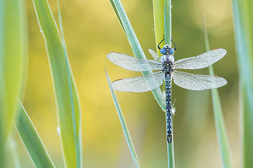 Mannetje Glassnijder | Brachytron pratense met dauw.