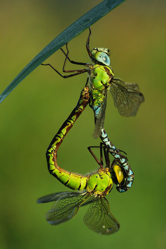 Paringswiel Groene glazenmaker | Aeshna viridis