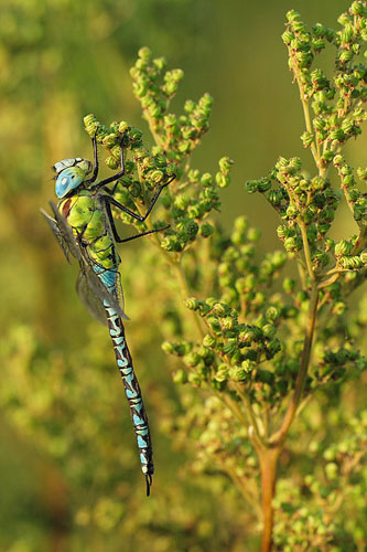 Mannetje Groene glazenmaker | Aeshna viridis