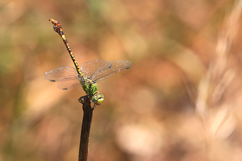 Groene haaklibel | Paragomphus genei in Spanje