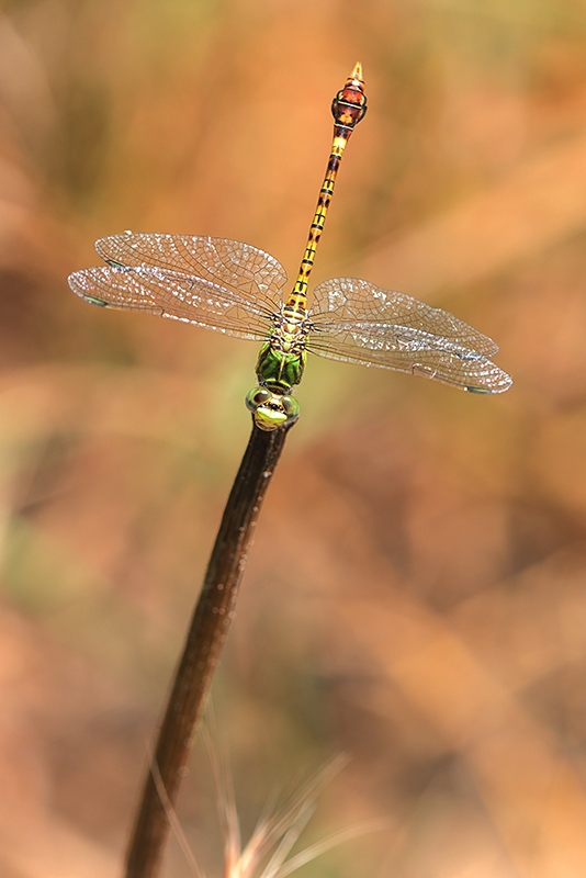 Groene haaklibel | Paragomphus genei in Spanje