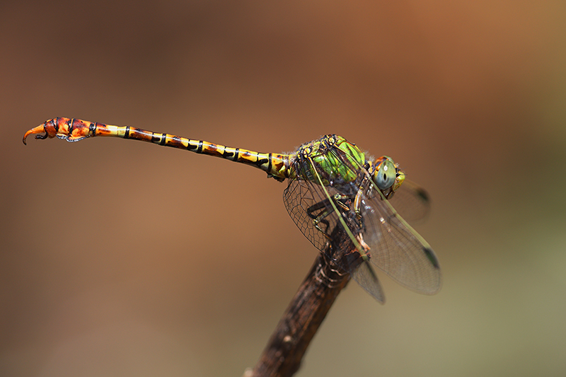 Groene haaklibel | Paragomphus genei in Spanje