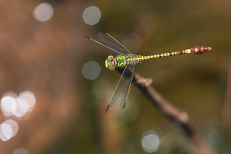 Groene haaklibel | Paragomphus genei in Spanje