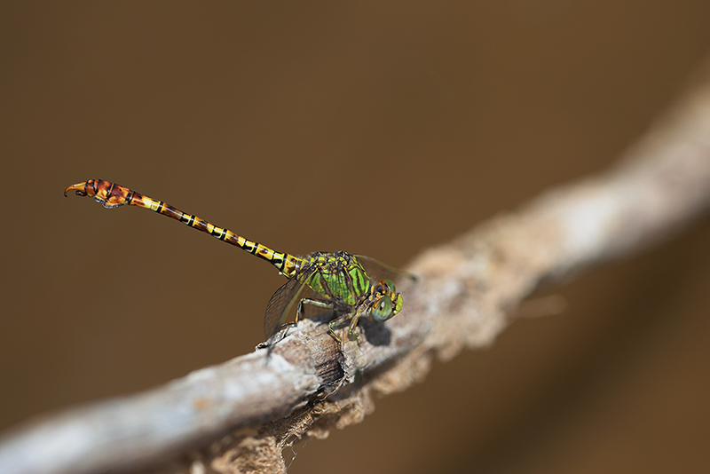 Groene haaklibel | Paragomphus genei in Spanje