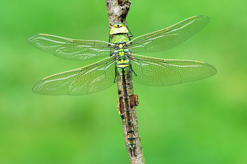 Grote keizerlibel | Anax imperator