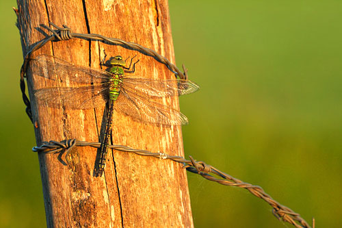 Grote keizerlibel | Anax imperator