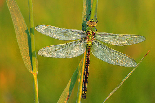 Grote keizerlibel | Anax imperator