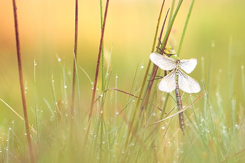 Mannetje Grote keizerlibel | Anax imperator met dauw.