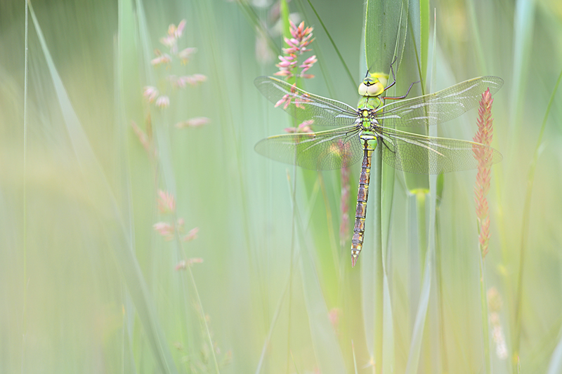 Mannetje Grote keizerlibel | Anax imperator