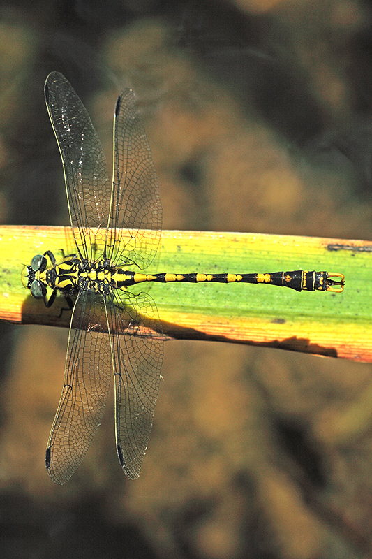 Mannetje Grote tanglibel | Onychogomphus uncatus