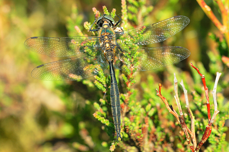 Hoogveenglanslibel | Somatochlora arctica