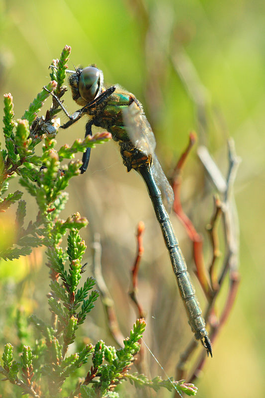 Hoogveenglanslibel | Somatochlora arctica