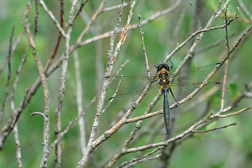 Hoogveenglanslibel | Somatochlora arctica