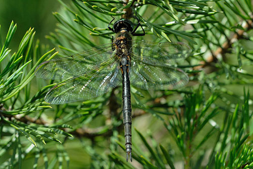 Hoogveenglanslibel | Somatochlora arctica