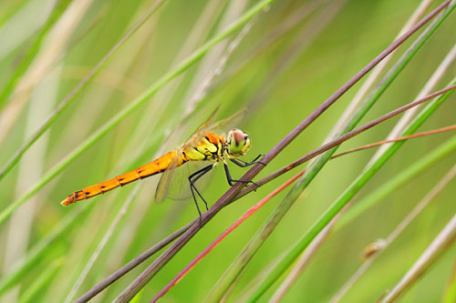 Kempense heidelibel | Sympetrum depressiusculum