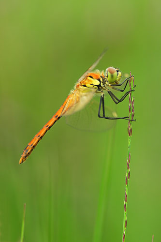 Kempense heidelibel | Sympetrum depressiusculum