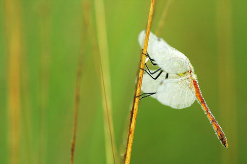 Kempense heidelibel | Sympetrum depressiusculum