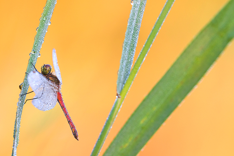 Kempense heidelibel | Sympetrum depressiusculum in de Weeribben