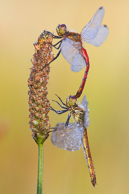 Kempense heidelibel | Sympetrum depressiusculum parend.
