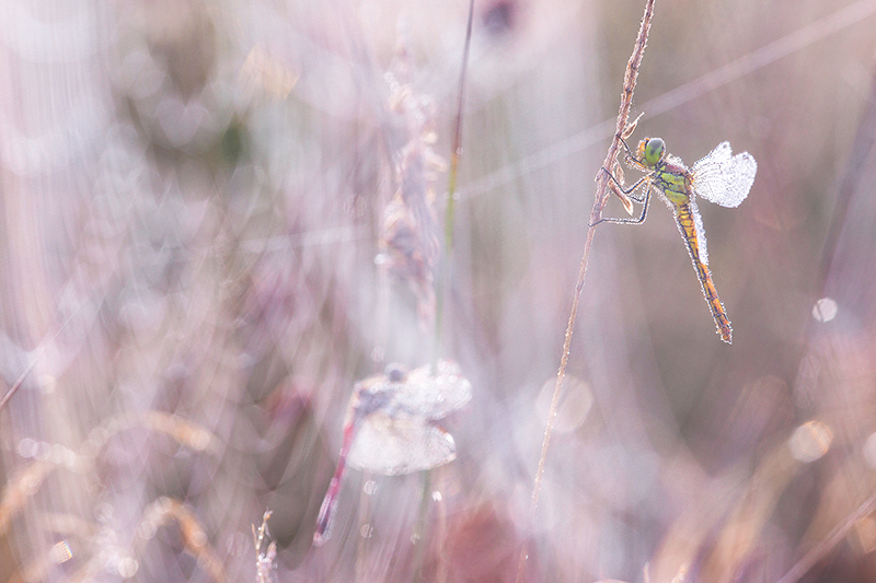Kempense heidelibel | Sympetrum depressiusculum in het Woldlakerbos, Weerribben.
