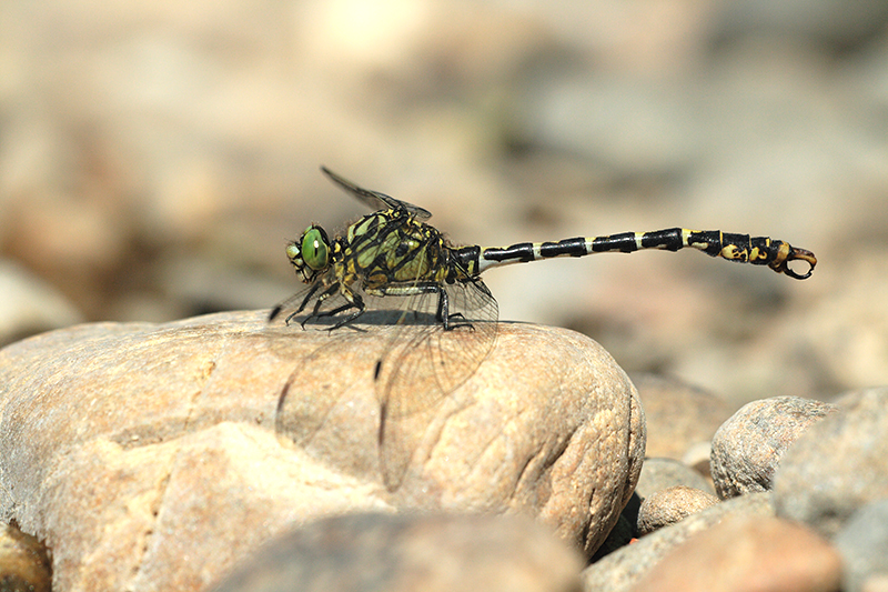 Kleine tanglibel | Onychogomphus forcipatus