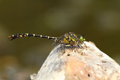 Mannetje Kleine tanglibel | Onychogomphus forcipatus