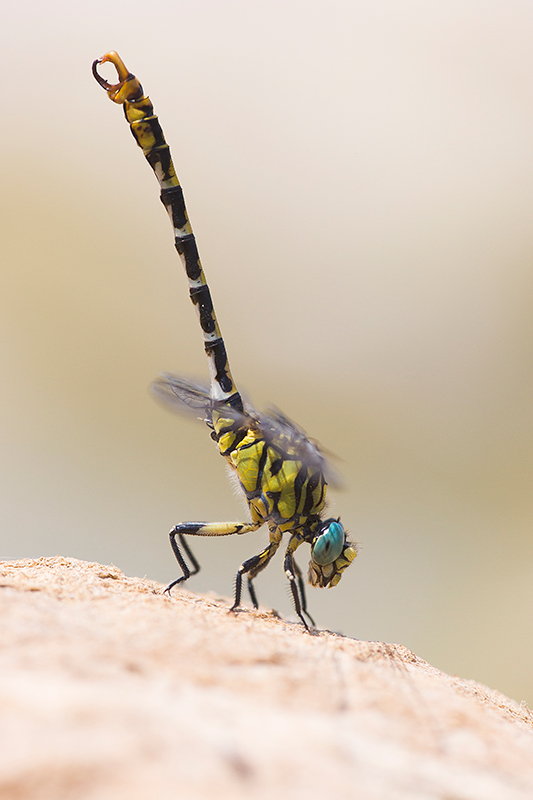 Kleine tanglibel | Onychogomphus forcipatus in obelisk houding