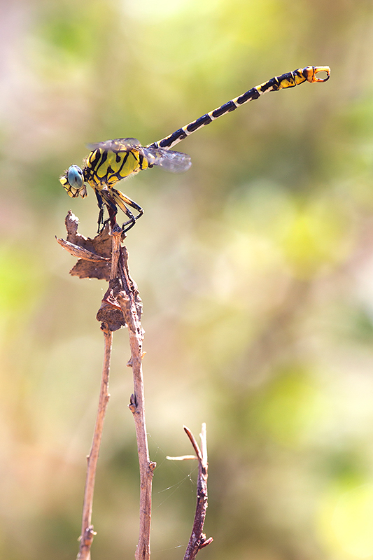 Kleine tanglibel | Onychogomphus forcipatus ssp. unguiculatus