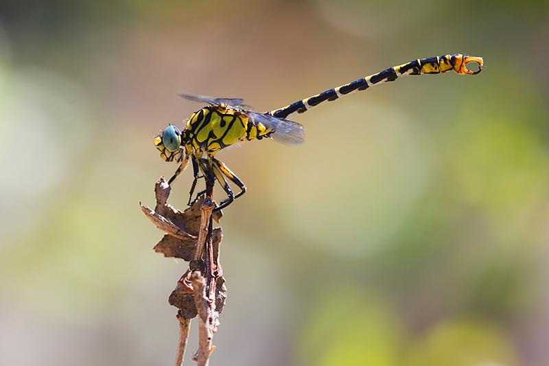 Kleine tanglibel | Onychogomphus forcipatus ssp. unguiculatus